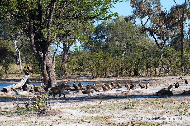 20090617_160222 D3 X1.jpg - Hyena Feeding Frenzy, Part 2.  The vultures have come and are waiting for their turn.  The hyenas chase them away when they get too close